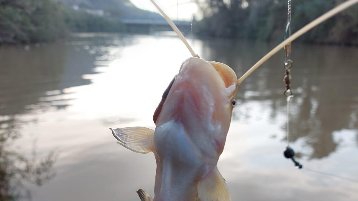 Un ejemplar capturado en Cullera, con el río Xúquer de fondo.