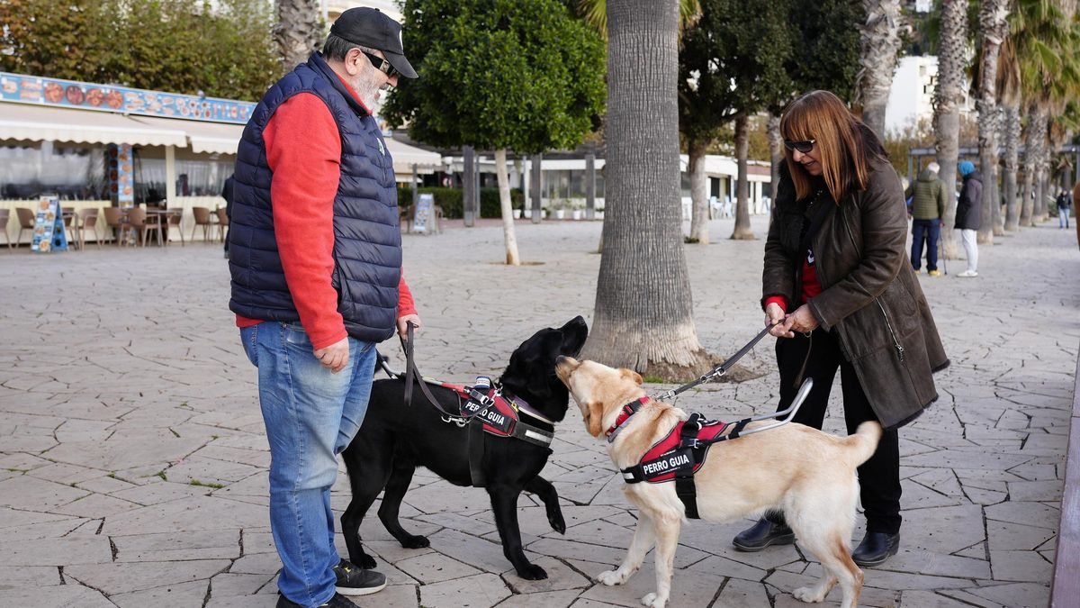 Todo sobre los perros en Alcalá: número de abandonos, adopciones... y algunos consejos de expertos