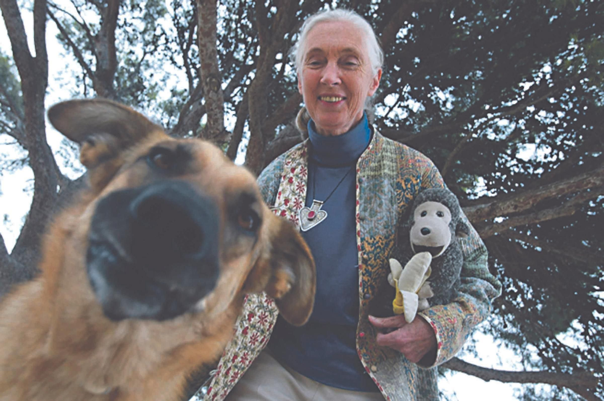 Fallece Jane Goodall, madrina de Primadomus y ‘honoris causa’ por la Universidad de Alicante