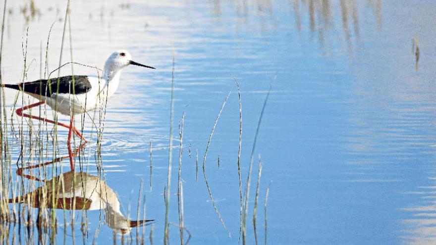 Una cigüeñuela en s&#039;albufera de Mallorca