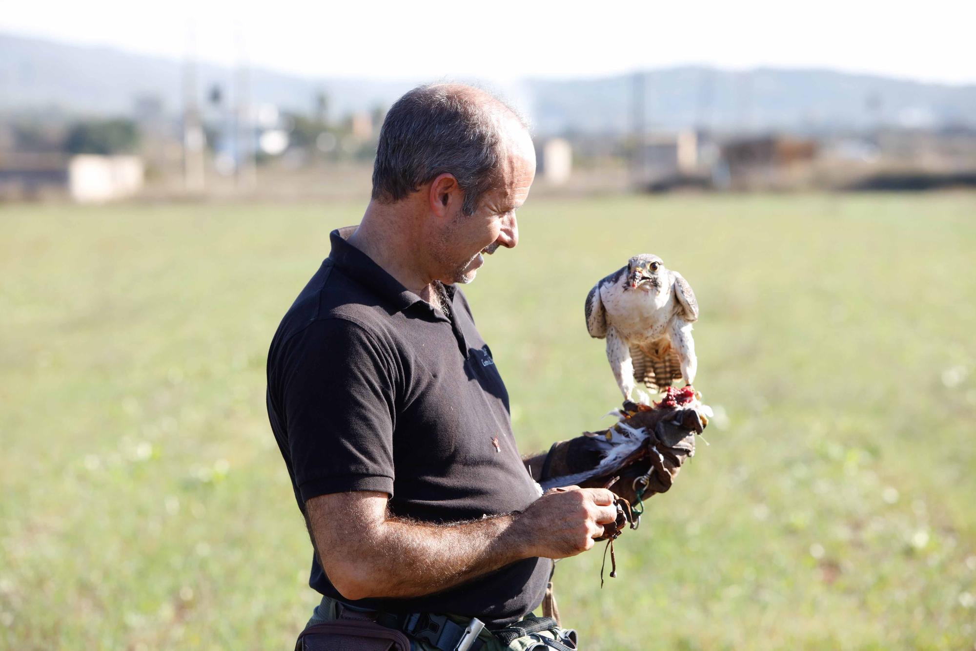 Halcones contra torcaces en Ibiza