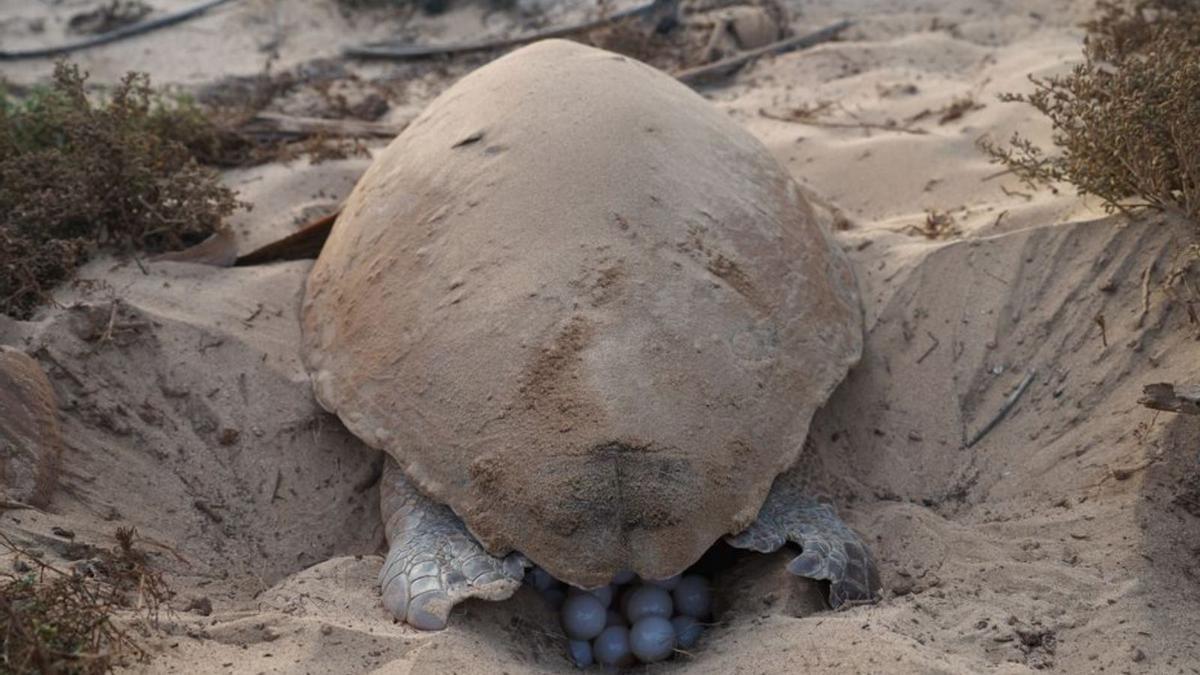 Expedició a Cap Verd per a estudiar la colonització de les tortugues marines | LEVANTE-EMV 