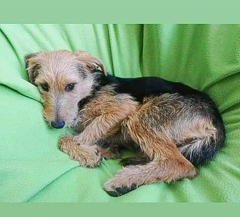 Localizan a la perra extraviada en Candás