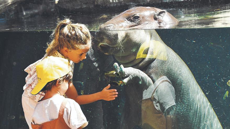 Loro Parque на Канарських островах надасть безкоштовний вхід відвідувачам із традиційними іменами