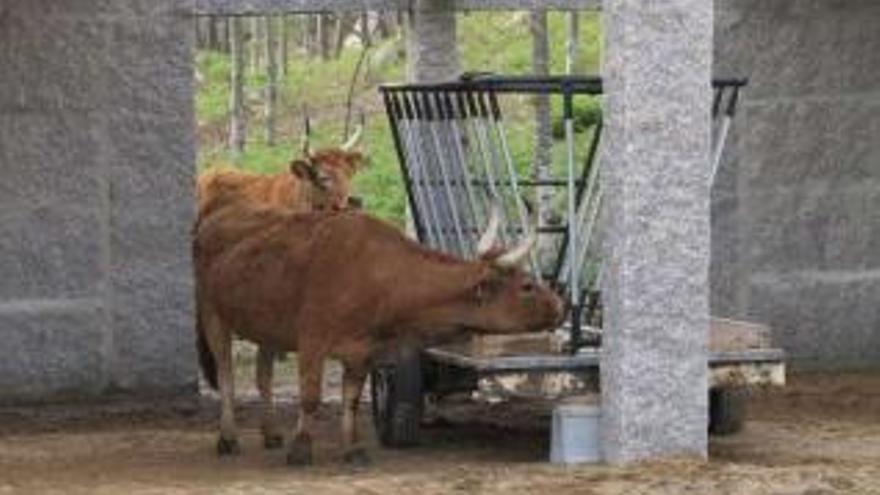 Dos de las vacas de los comuneros de San Vicente.  // Muñiz