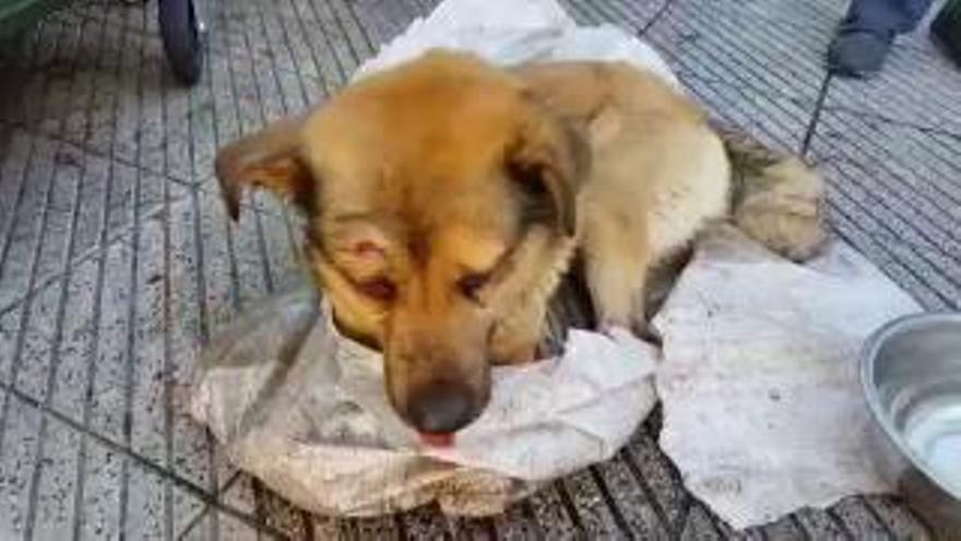 "Nicolás", el perro apaleado en La Manjoya, lucha por sobrevivir