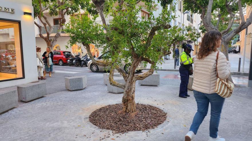 Otro olivo para una plazoleta de Ibiza