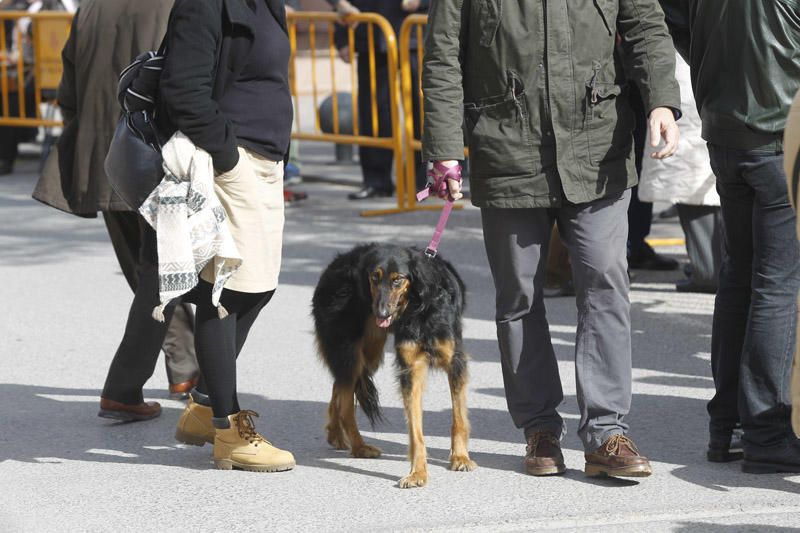 Benidición de animales en la Ermita de Vera y en la Punta