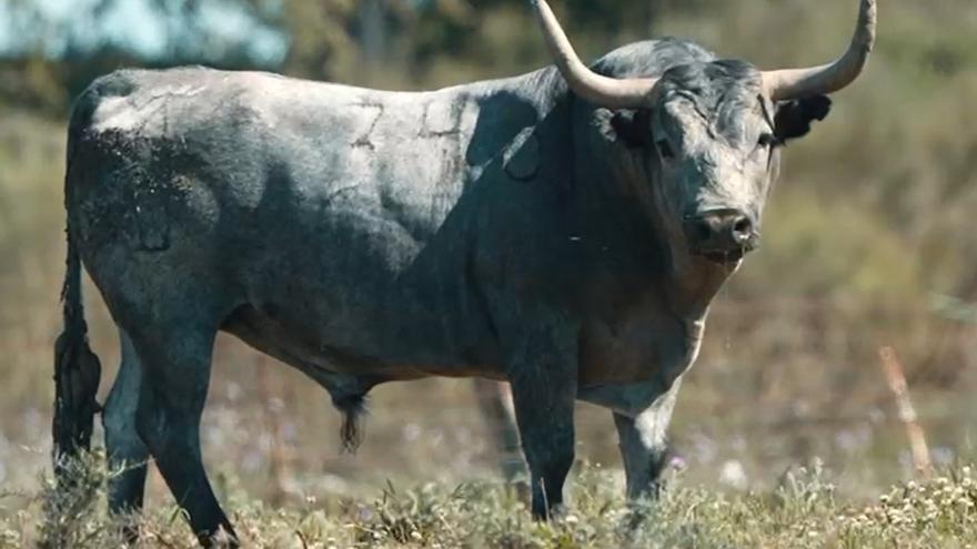Este es "Galocho" el Enmaromado 2025 de Benavente