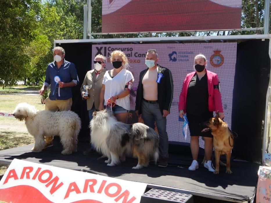 Campeonatos caninos en A Toxa.