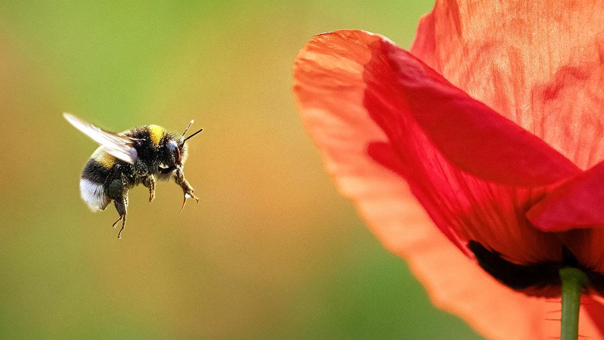 Los abejorros miran hacia atrás repetidamente para recordar las flores que eligen.