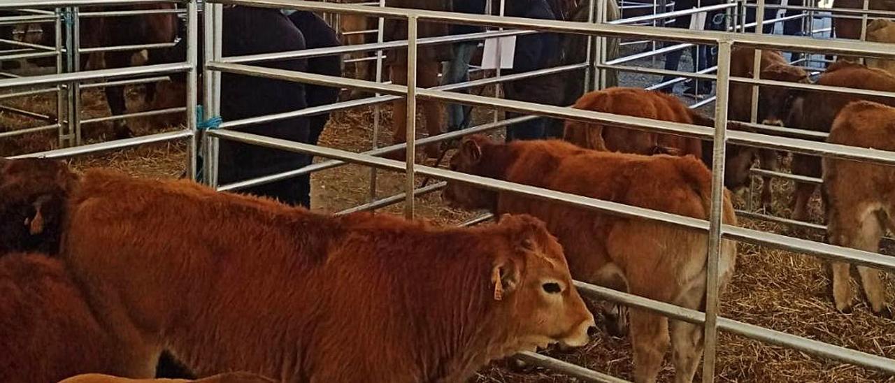 Reses en el mercado de Cabañaquinta, ayer, durante la feria. | L. Camporro