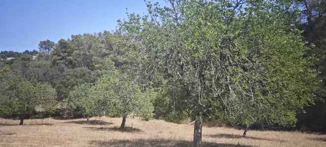 FOTOS | Arranca la campaña de la algarroba en Mallorca