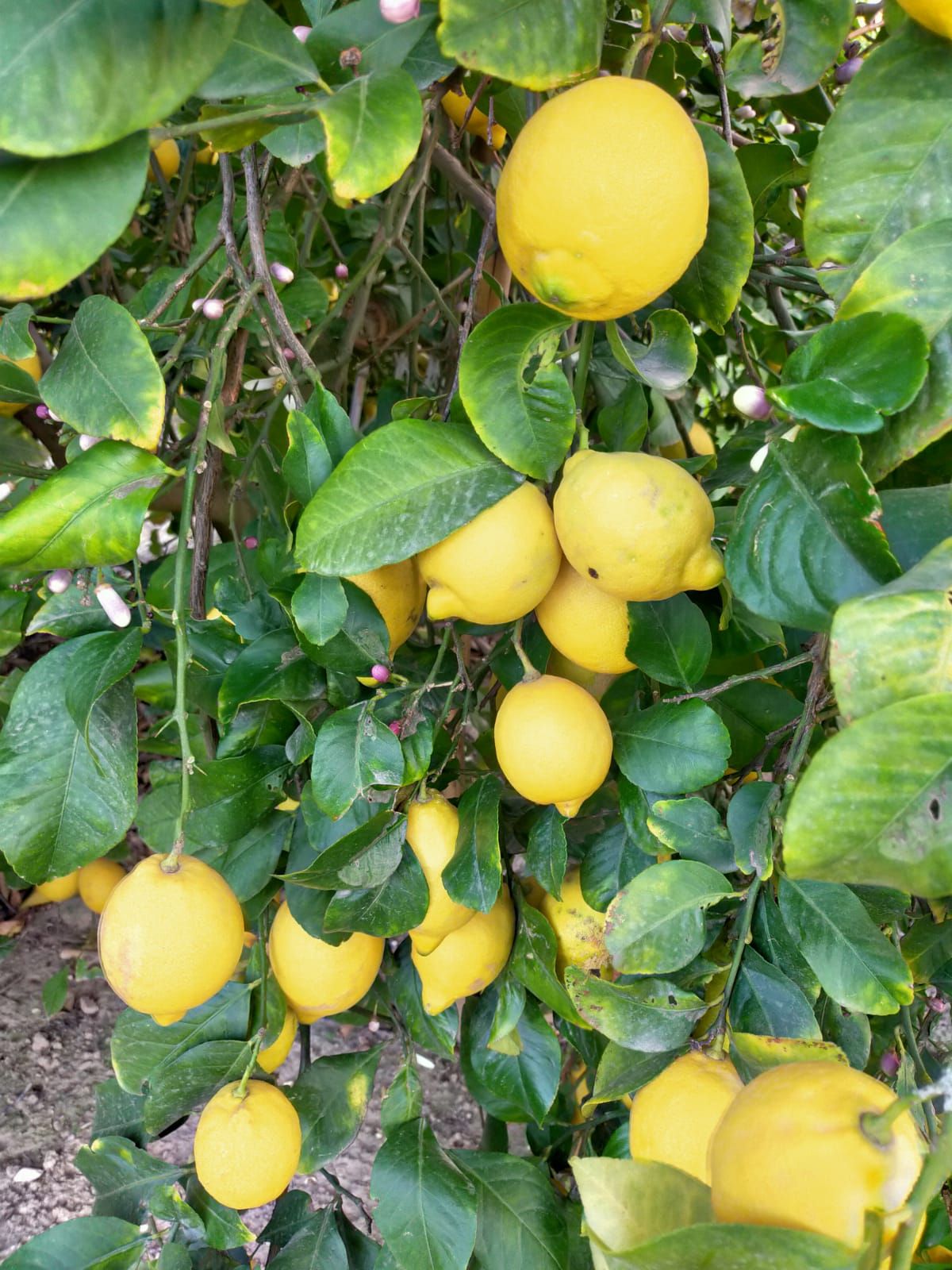 Limones en la Vega Baja