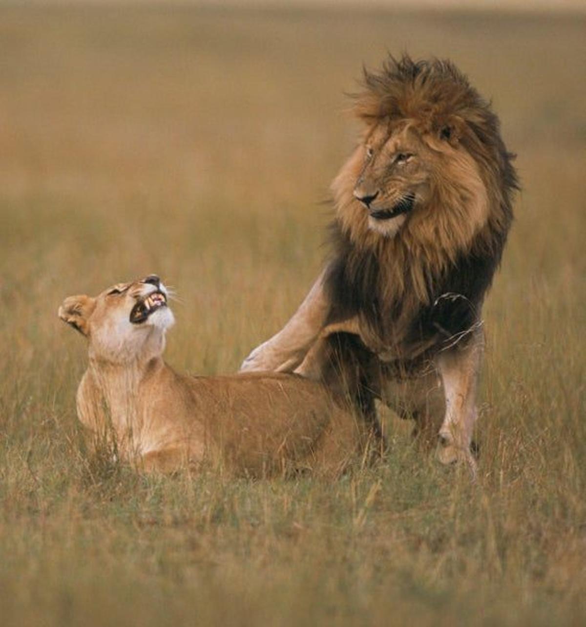 Masai Mara, explosión de vida salvaje