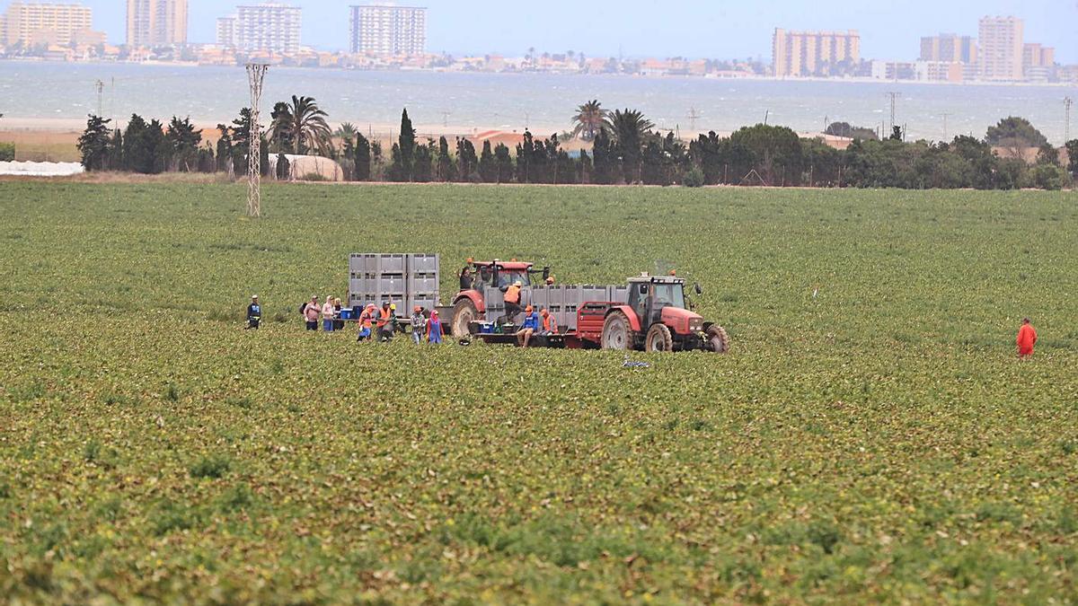 Agricultores trabajando en los terrenos cultivables ubicados en el entorno del Mar Menor. | JUAN CABALLERO