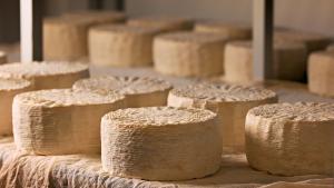 La formatgeria Muntanyola produeix formatges de cabra, búfala, ovella i vaca de manera artesana