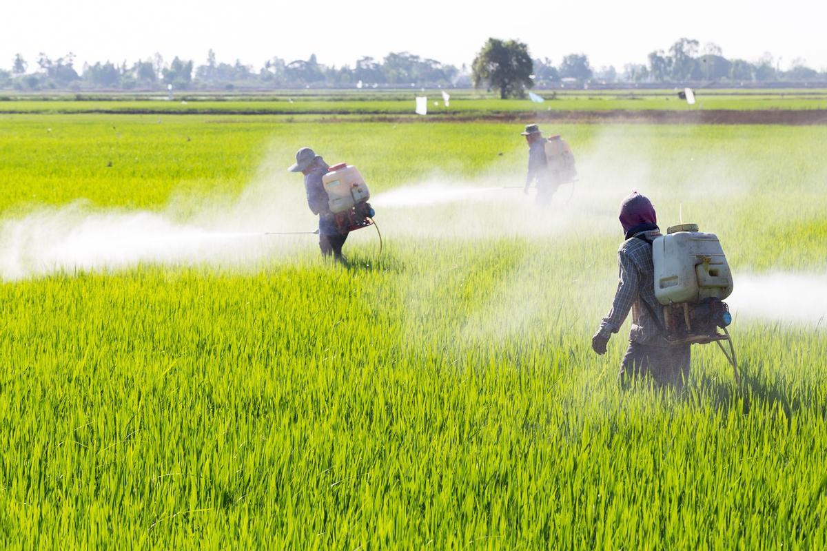 Pesticidas en un cultivo
