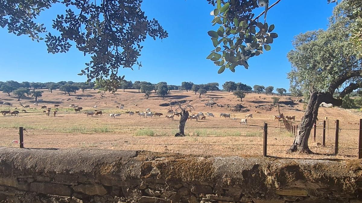 Dehesa boyal de Moraleja.