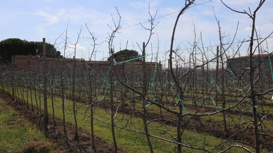 Més d&#039;un centenar d&#039;extutelats gironins s&#039;interessen per treballar al camp