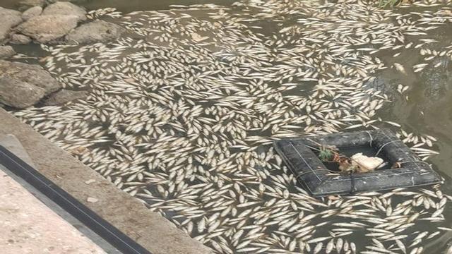 Parte de los peces aparecidos muertos en la desembocadura del río que discurre por San Pedro Alcántara.