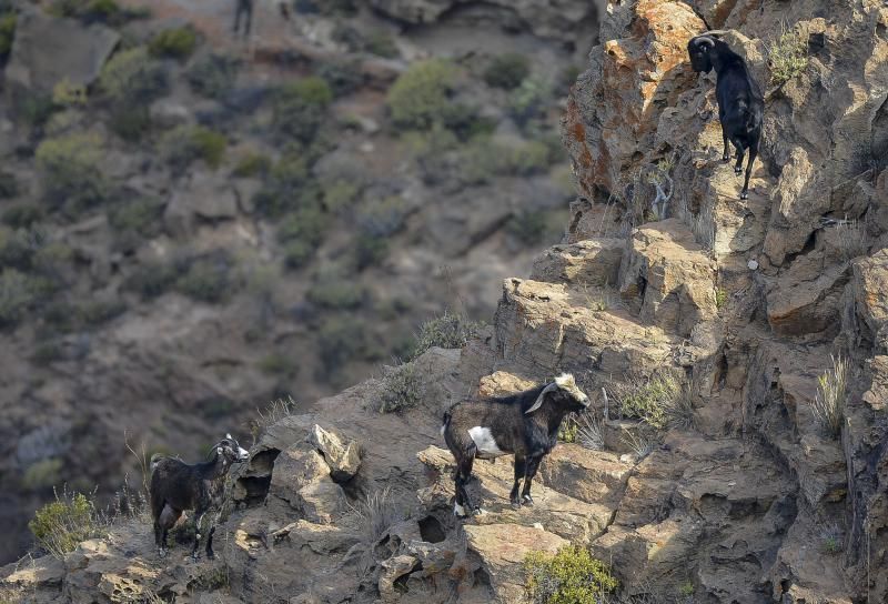 26/05/2018 TASARTICO, ALDEA DE SAN NICOLAS.  Apañada de cabras en la zona de Güi Güi, organizada por el Cabildo de Gran Canaria y  con la colaboración de distintos colectivos. FOTO: J. PÉREZ CURBELO  | 26/05/2018 | Fotógrafo: José Pérez Curbelo