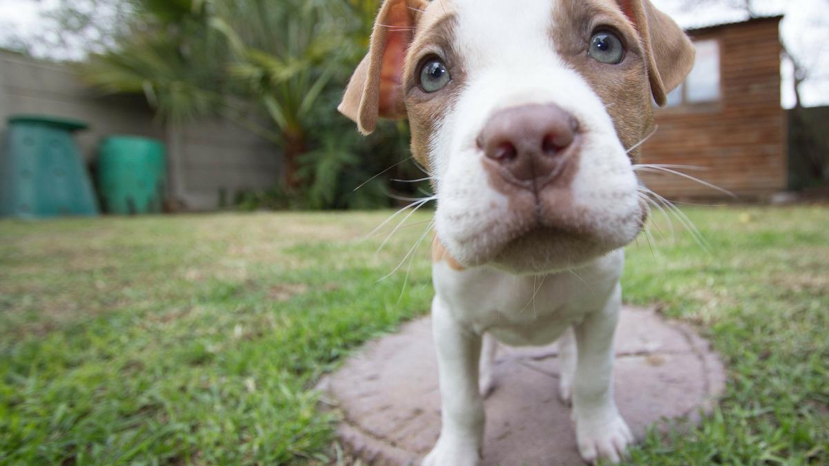 El pitbull terrier es uno de los perros más agresivos.