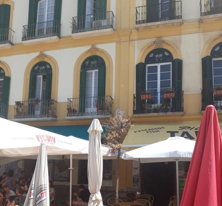 Imágenes de los árboles en la plaza de la Merced.