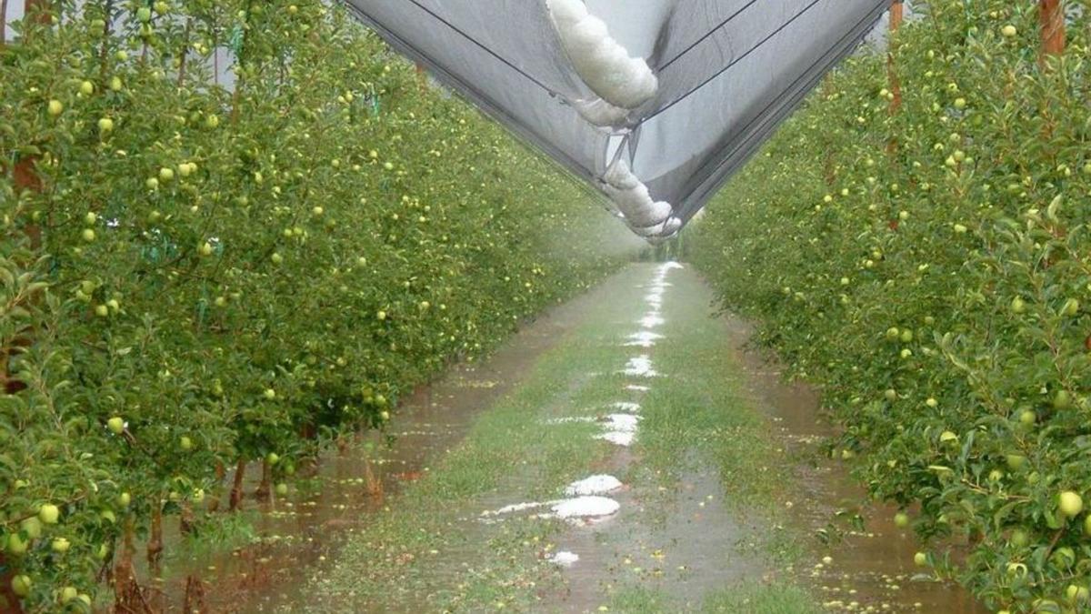 Les malles als camps de fruiters  | EMPORDÀ