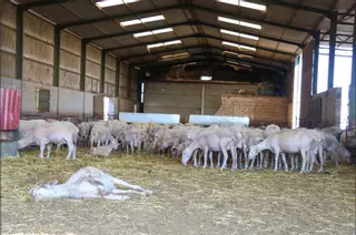 El sector veterinario confía en que la lengua azul no afecte a la Feria de Zafra