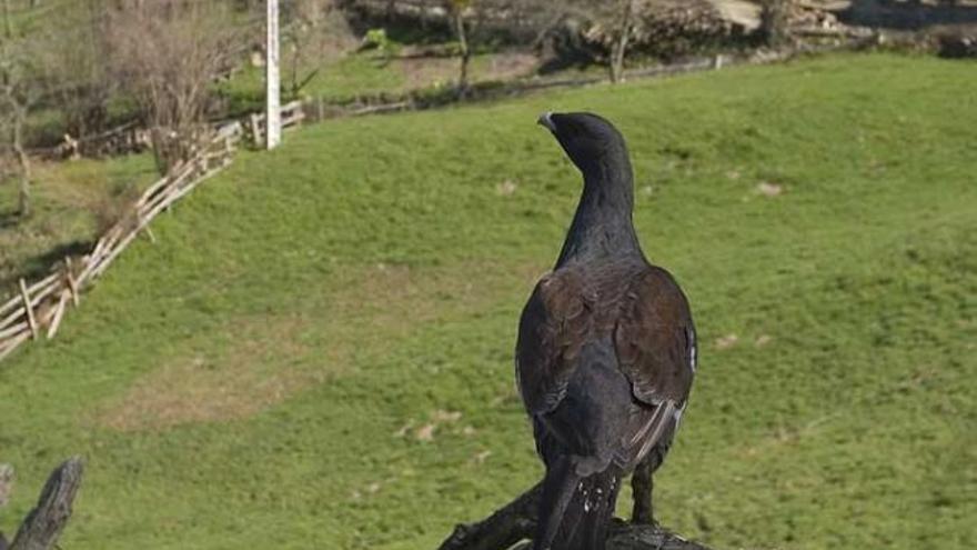 Un ejemplar de urogallo, en el parque de Redes.