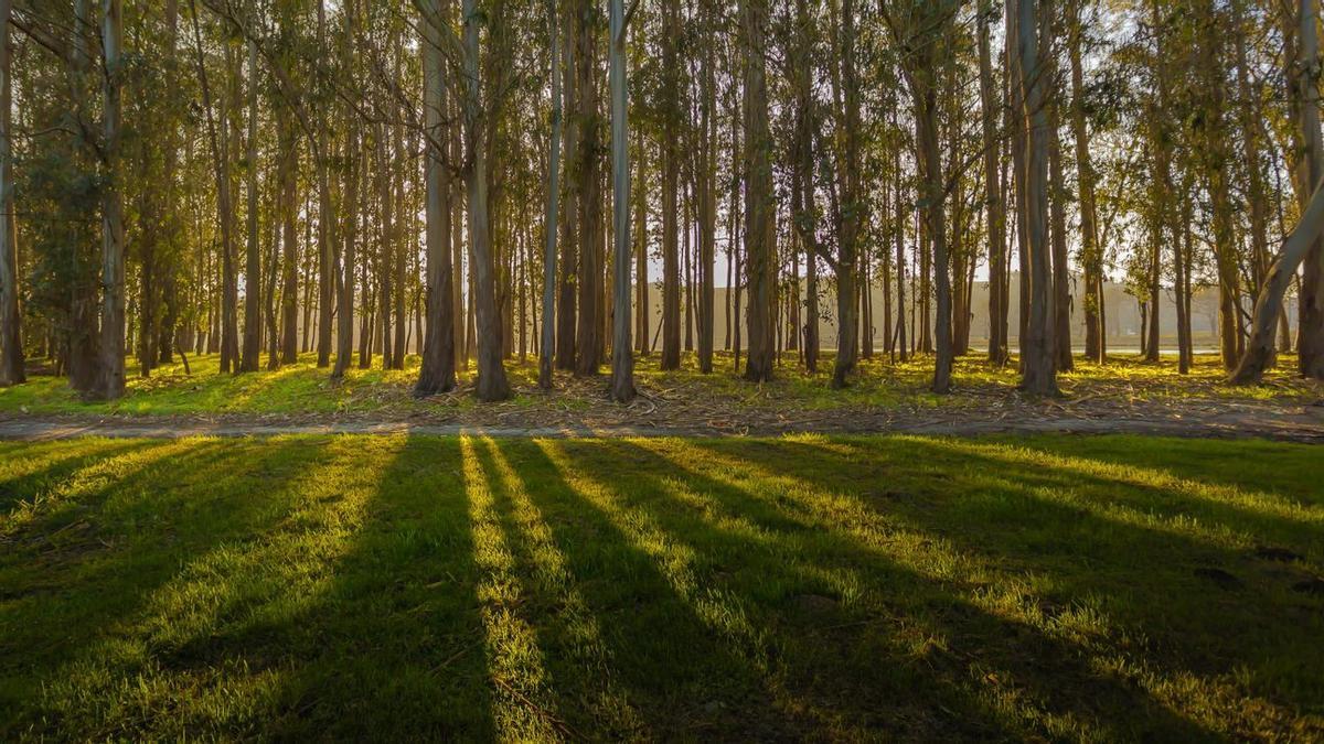 Aunque ocupa el 17% por ciento de la superficie forestal, el eucalipto produce el 60% de la madera que se obtiene cada año en la comunidad autónoma.