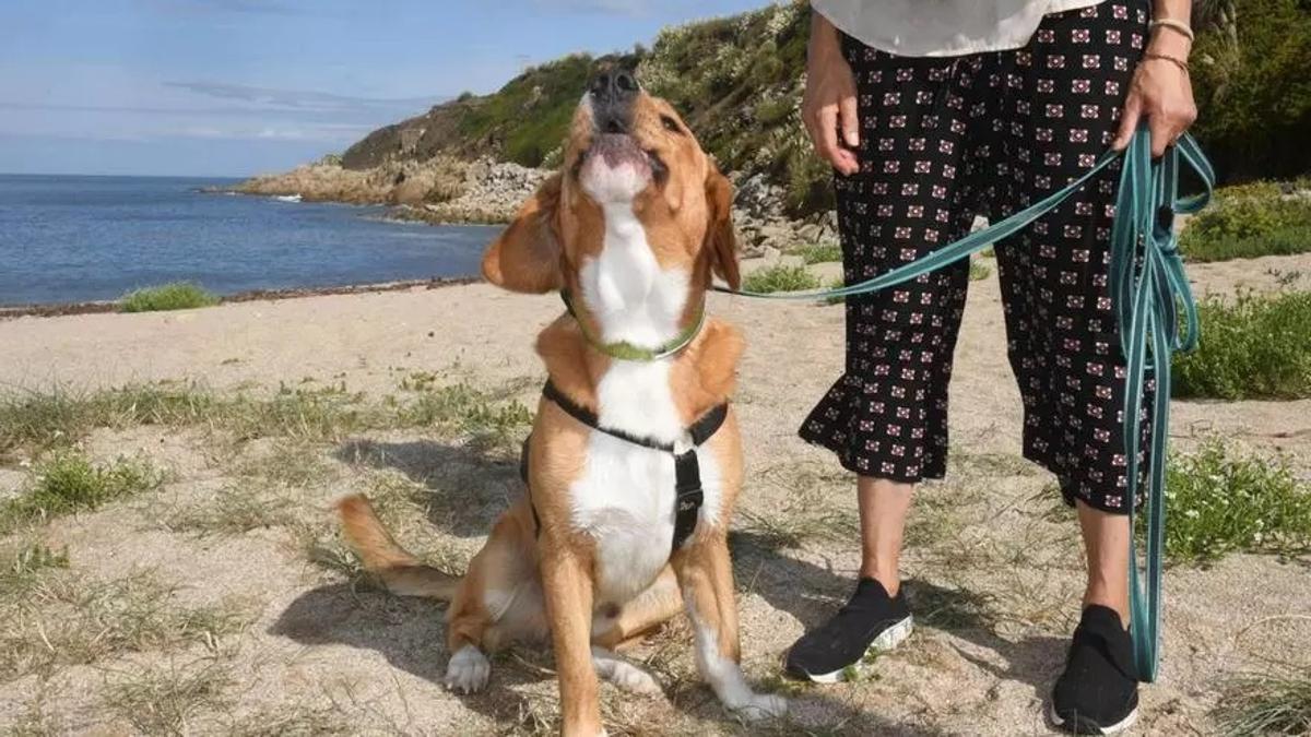 Un perro en la playa de Bens.