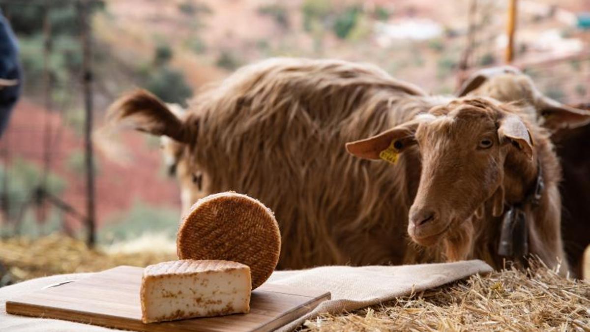 Los quesos de cabra malagueños no dejan de ganar premios nacionales e internacionales. | L.O.