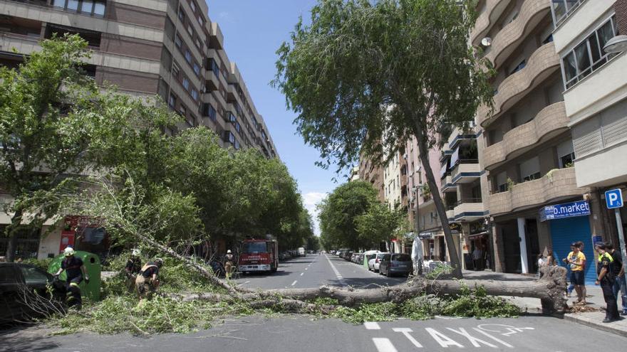 El árbol caído en la avenida de Burjassot. Foto: D. Tortajada.
