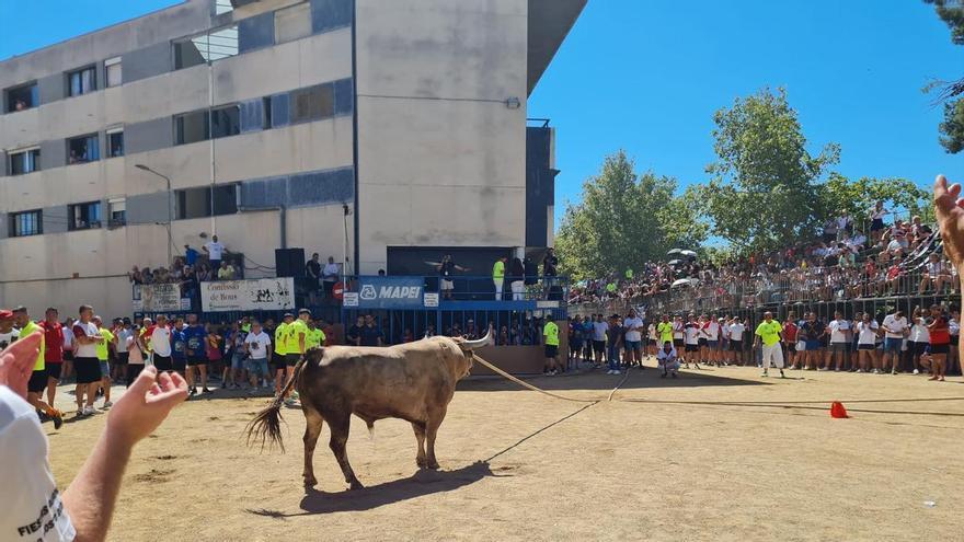 Franz Weber censura la subvención de 60.000€ al Congreso de toro con cuerda en Benavente