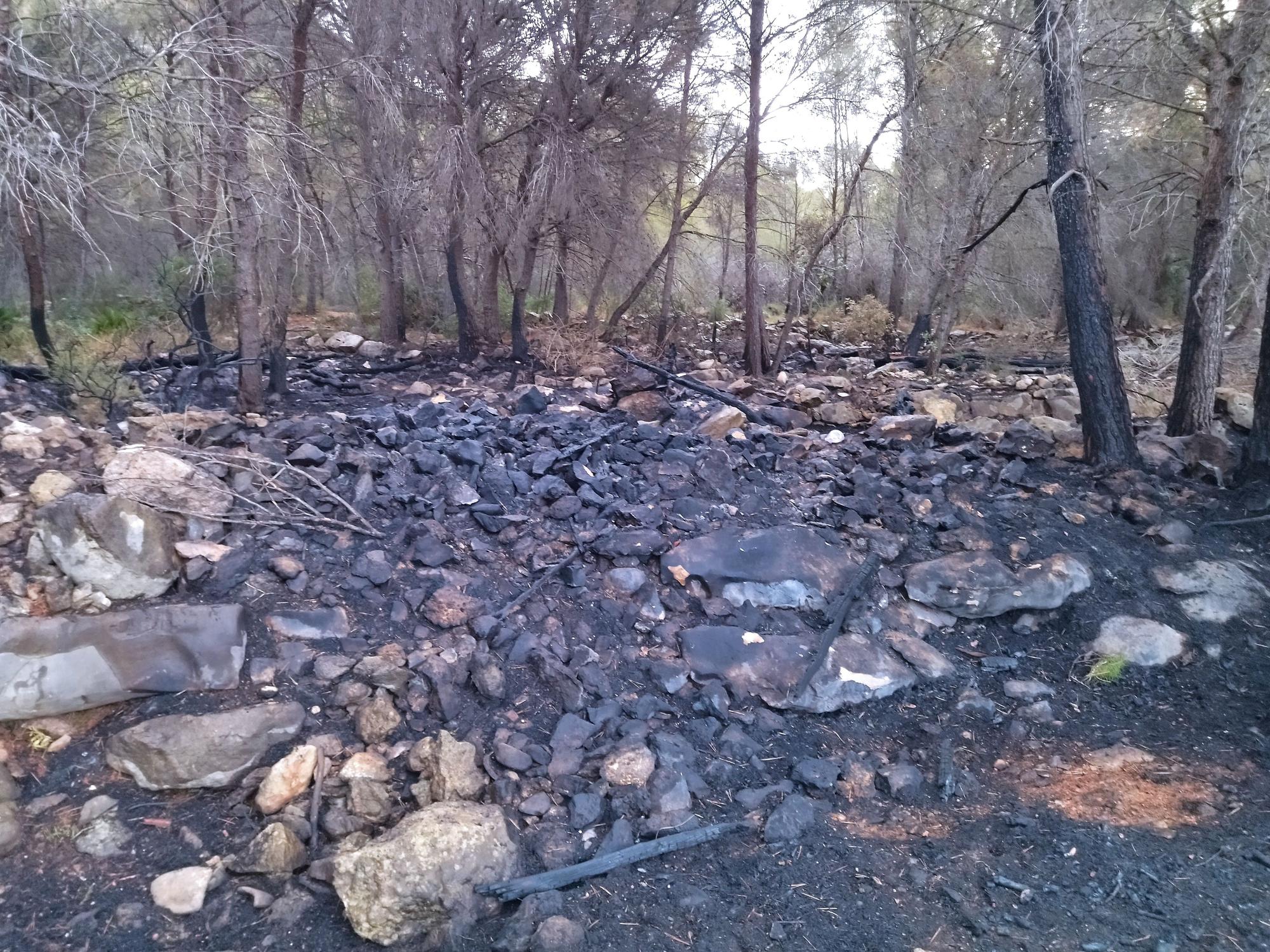 La lluvia refresca el bosque calcinado por el enésimo incendio en el Montgó