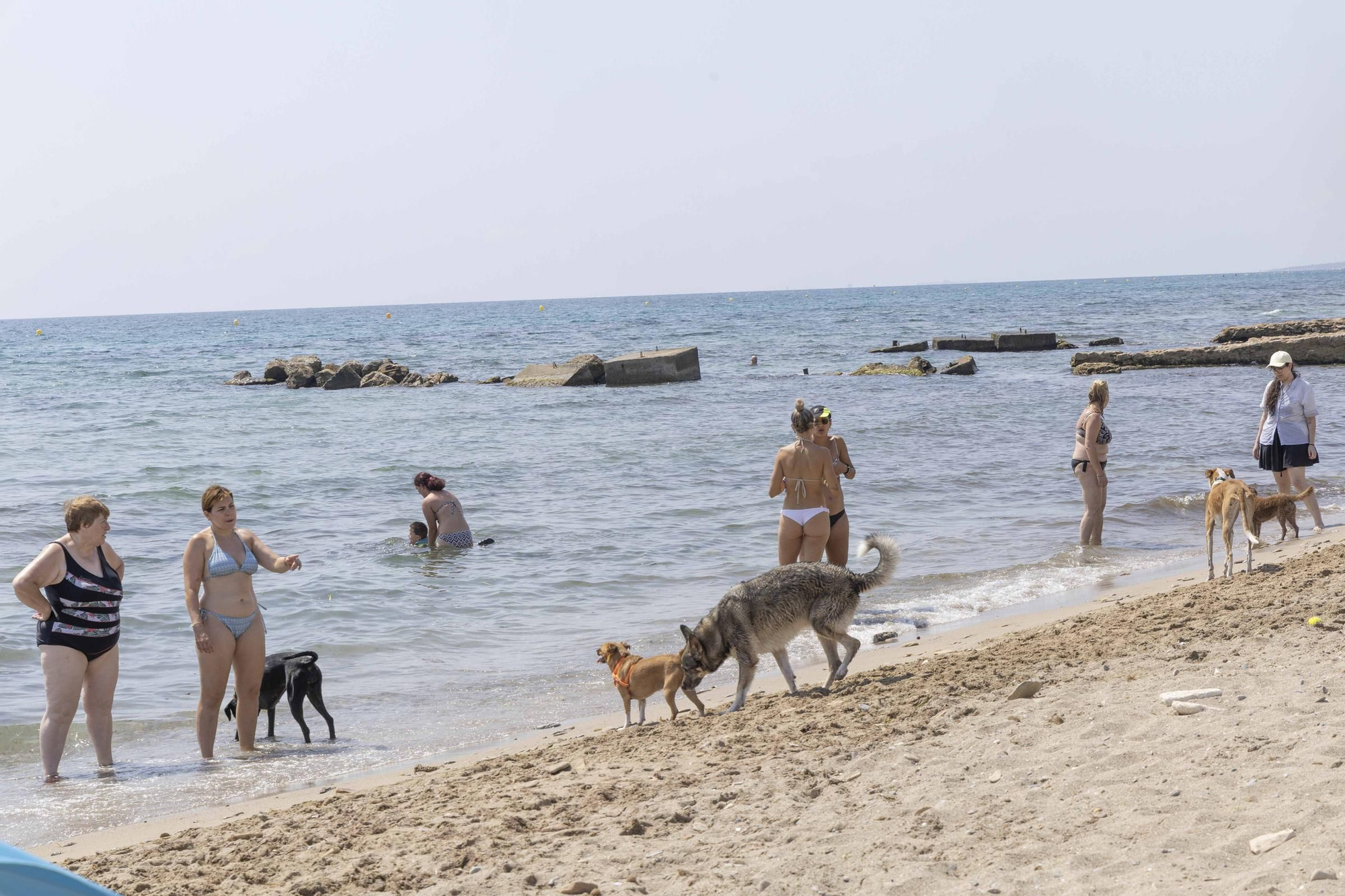 La playa canina de Agua Amarga de Alicante se queda sin servicios para perros