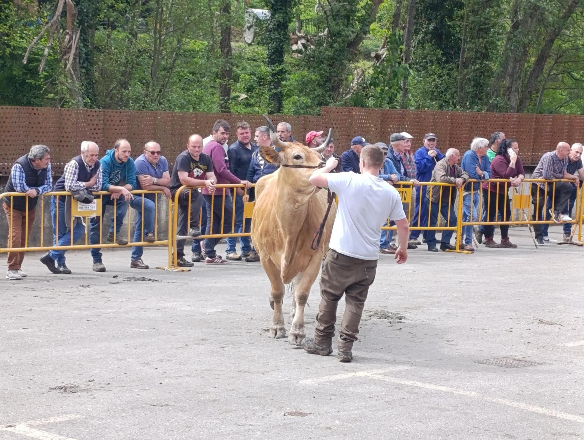 El XXXI Certamen-Exposición de Asturiana de los Valles de Teverga, en imágenes