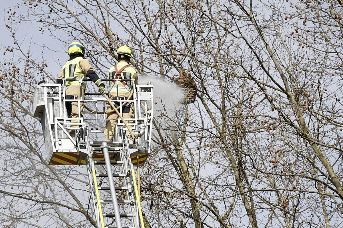 Bomberos de Santiago destruyen un nido de velutina en el barrio de Fontiñas.