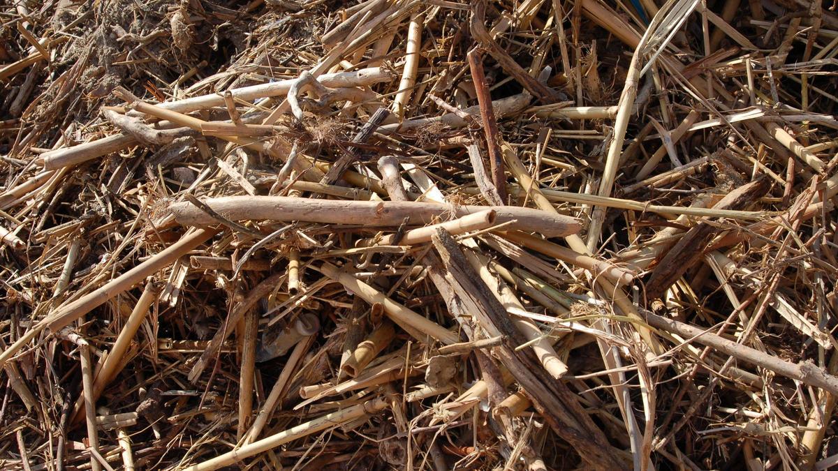 Las cañas vuelven a invadir las playas de la Costa del Sol.
