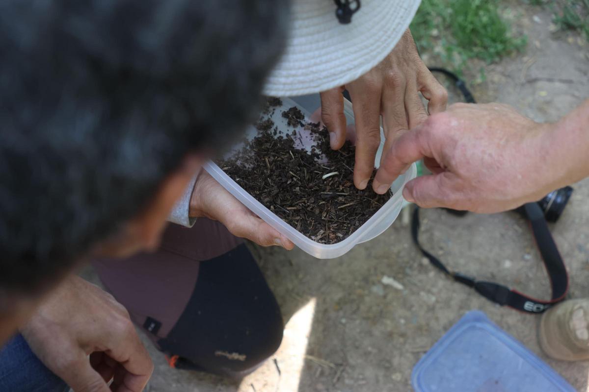 Unes 85 perosnes aficionades a la natura han participat al Bioblitz