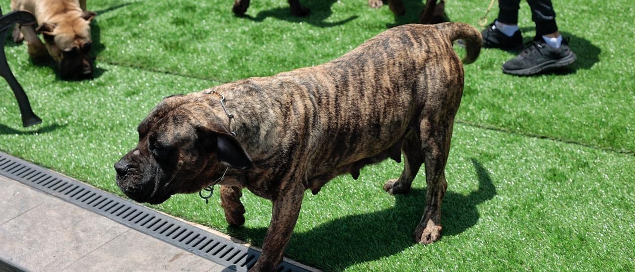 Ejemplares de la raza presa canario.