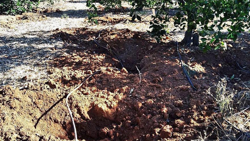 Un matrimonio, atacado por los jabalíes en su huerto de naranjos de Dénia