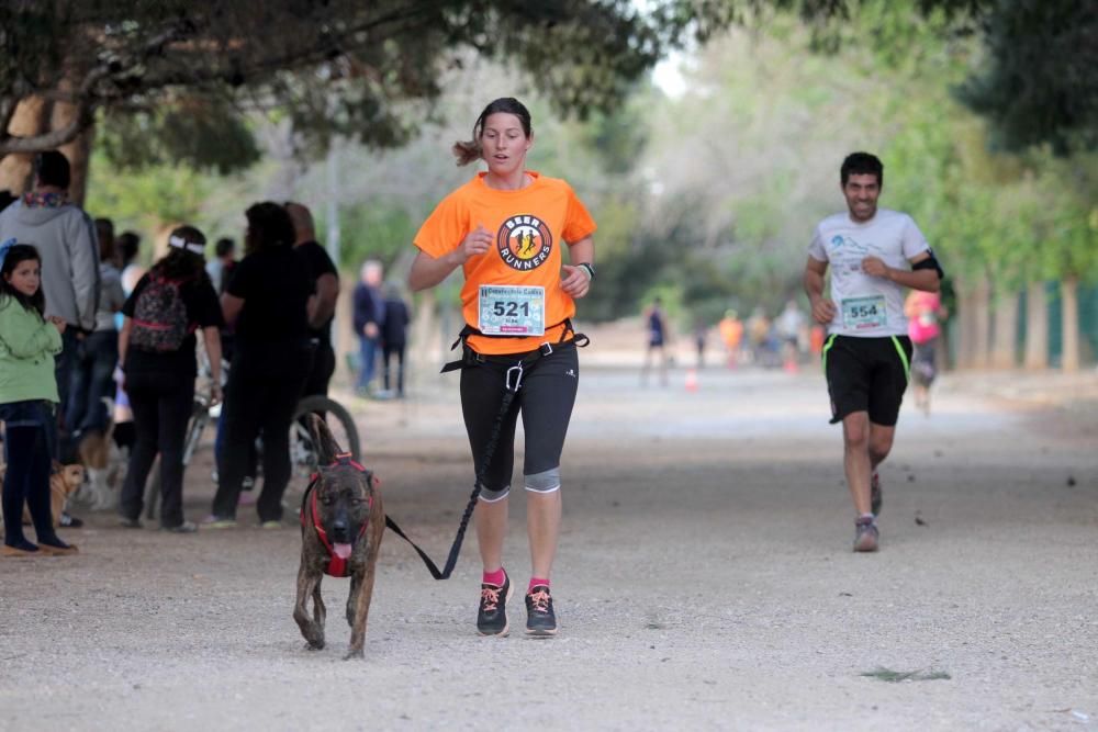 I Cross Canina de Santa Ana