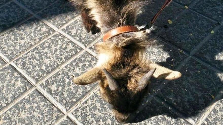 La Policía encuentra a un ciudadano paseando una cabra por Palma