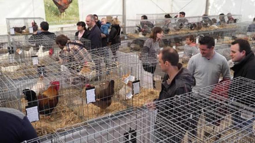 Visitants a la mostra d&#039;aus inclosa en el recinte del Parc de la Draga on se celebra la fira.