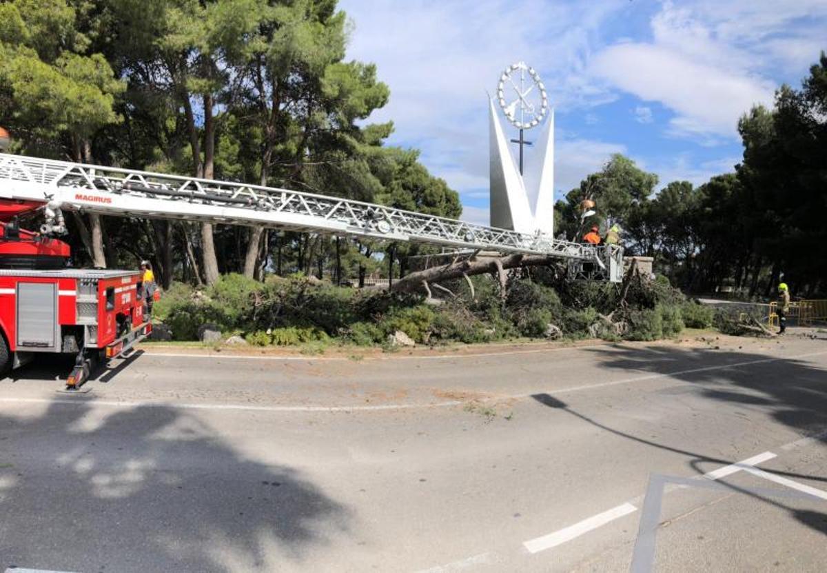 Un árbol de grandes dimensiones se desploma en los Pinares de Venecia