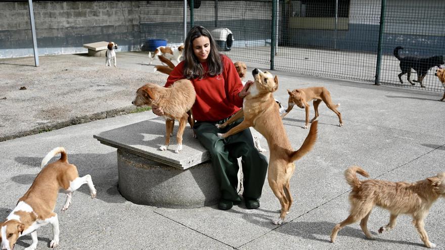 Sube el abandono de perros por bulos sobre la nueva ley