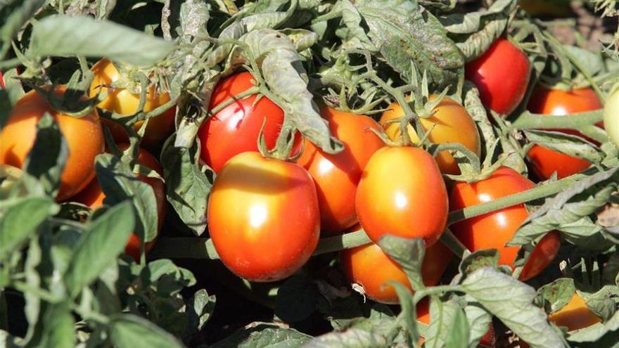 La campaña de tomate en Extremadura se cierra con 1,7 millones de toneladas de producción